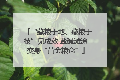 “藏粮于地、藏粮于技”见成效 盐碱滩涂变身“黄金粮仓”
