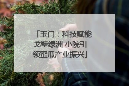 玉门：科技赋能戈壁绿洲 小院引领蜜瓜产业振兴