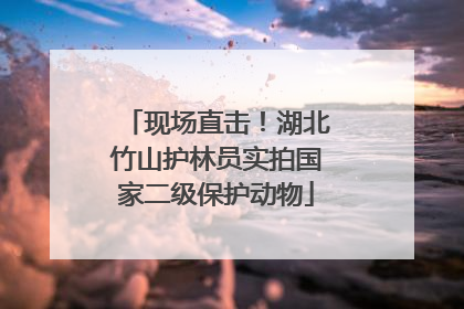 现场直击！湖北竹山护林员实拍国家二级保护动物