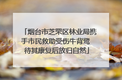 烟台市芝罘区林业局携手市民救助受伤牛背鹭 待其康复后放归自然