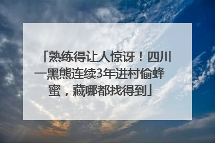 熟练得让人惊讶！四川一黑熊连续3年进村偷蜂蜜，藏哪都找得到