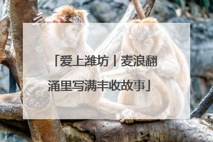 爱上潍坊丨麦浪翻涌里写满丰收故事