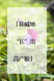 盐碱地“长”出高产粮