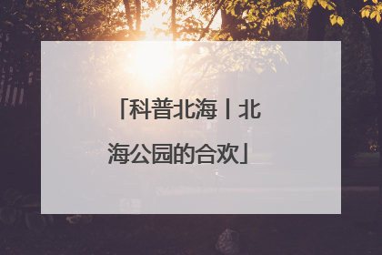 科普北海丨北海公园的合欢