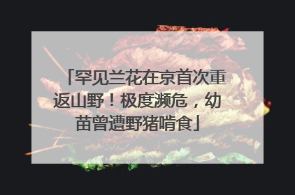 罕见兰花在京首次重返山野！极度濒危，幼苗曾遭野猪啃食