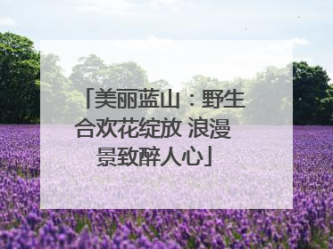 美丽蓝山：野生合欢花绽放 浪漫景致醉人心