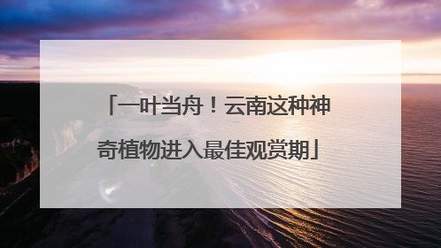 一叶当舟！云南这种神奇植物进入最佳观赏期