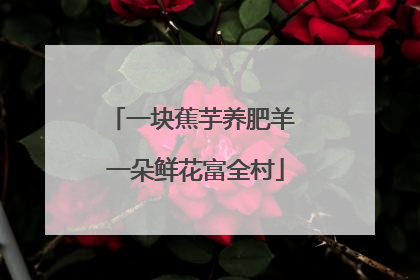 一块蕉芋养肥羊 一朵鲜花富全村