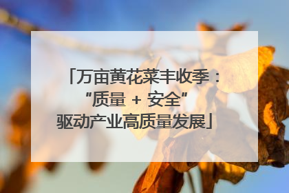 万亩黄花菜丰收季：“质量 + 安全” 驱动产业高质量发展