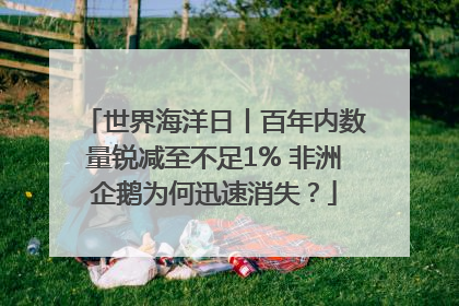 世界海洋日丨百年内数量锐减至不足1% 非洲企鹅为何迅速消失？