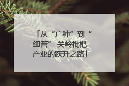 从“广种”到“细管” 关岭枇杷产业的跃升之路