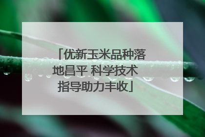 优新玉米品种落地昌平 科学技术指导助力丰收