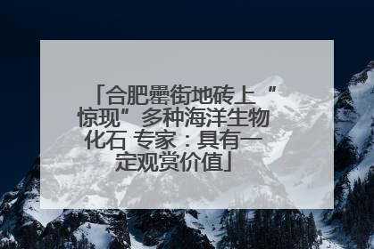 合肥罍街地砖上“惊现”多种海洋生物化石 专家：具有一定观赏价值