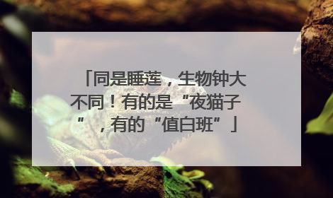 同是睡莲，生物钟大不同！有的是“夜猫子”，有的“值白班”