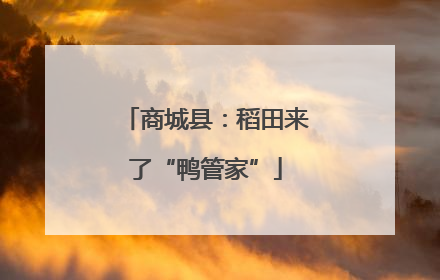 商城县：稻田来了“鸭管家”