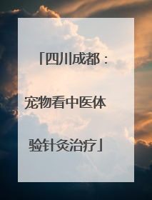 四川成都：宠物看中医体验针灸治疗