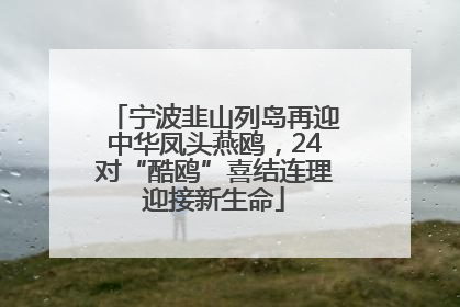宁波韭山列岛再迎中华凤头燕鸥，24对“酷鸥”喜结连理迎接新生命