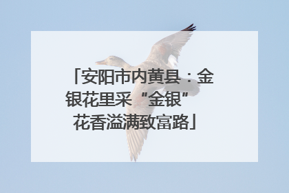 安阳市内黄县：金银花里采“金银” 花香溢满致富路