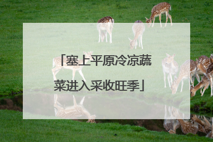 塞上平原冷凉蔬菜进入采收旺季