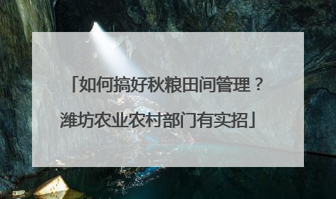 如何搞好秋粮田间管理？潍坊农业农村部门有实招
