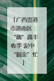广西贵港市港南区：“藕”遇丰收季 泥中“掘金”忙