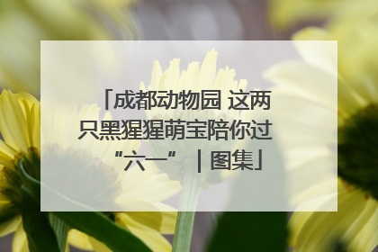 成都动物园 这两只黑猩猩萌宝陪你过“六一”｜图集