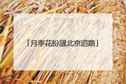 月季花扮靓北京道路