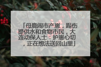 母鹿闹市产崽，踢伤提供水和食物市民，大连动保人士：护崽心切，正在想法送回山里