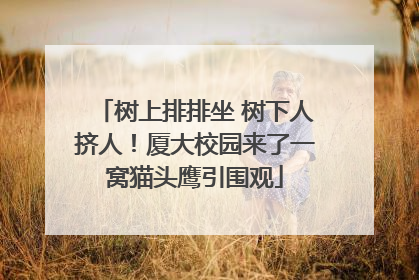 树上排排坐 树下人挤人！厦大校园来了一窝猫头鹰引围观