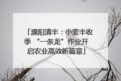 濮阳清丰：小麦丰收季 “一条龙”作业开启农业高效新篇章