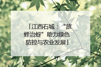 江西石城：“放蜂治蚜”助力绿色防控与农业发展