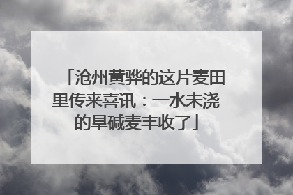 沧州黄骅的这片麦田里传来喜讯：一水未浇的旱碱麦丰收了