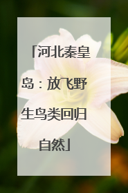 河北秦皇岛：放飞野生鸟类回归自然