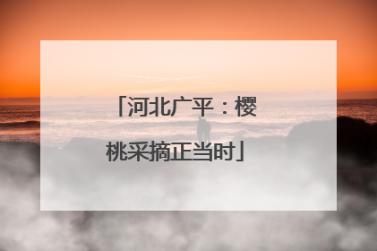 河北广平：樱桃采摘正当时