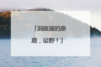 洞庭湖的麋鹿，最野！