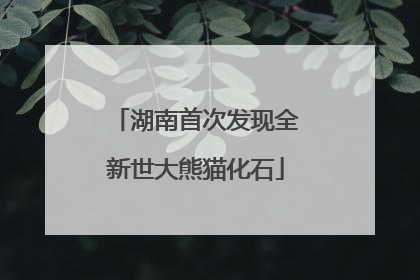 湖南首次发现全新世大熊猫化石