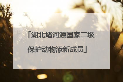 湖北堵河源国家二级保护动物添新成员