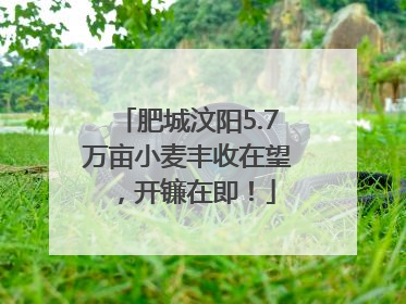 肥城汶阳5.7万亩小麦丰收在望，开镰在即！
