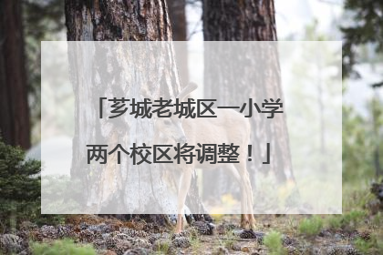芗城老城区一小学两个校区将调整！