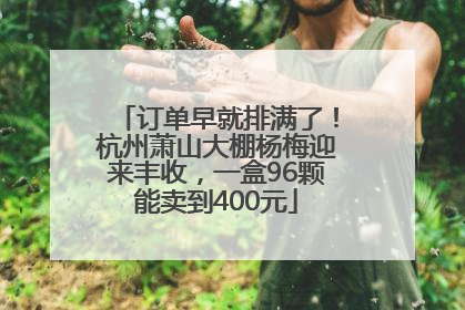 订单早就排满了！杭州萧山大棚杨梅迎来丰收，一盒96颗能卖到400元