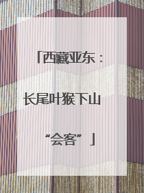 西藏亚东：长尾叶猴下山“会客”