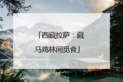 西藏拉萨：藏马鸡林间觅食
