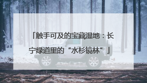 触手可及的宝藏湿地：长宁绿道里的“水杉镜林”