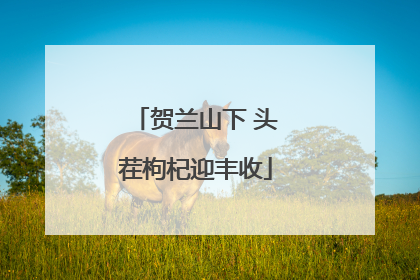 贺兰山下 头茬枸杞迎丰收