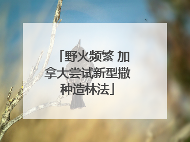 野火频繁 加拿大尝试新型撒种造林法