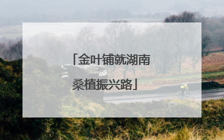 金叶铺就湖南桑植振兴路