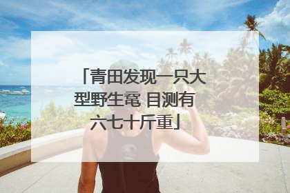 青田发现一只大型野生鼋 目测有六七十斤重