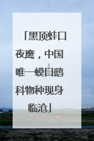 黑顶蛙口夜鹰，中国唯一蟆口鸱科物种现身临沧
