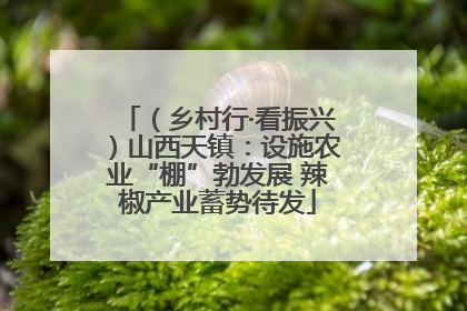 （乡村行·看振兴）山西天镇：设施农业“棚”勃发展 辣椒产业蓄势待发