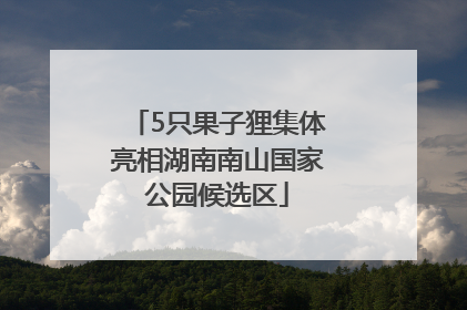 5只果子狸集体亮相湖南南山国家公园候选区